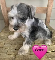 Grace, a female Miniature Schnauzer for sale in Cullman, AL – Photo 2 of 6