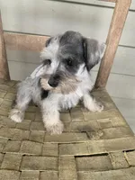 Grace, a female Miniature Schnauzer for sale in Cullman, AL – Photo 5 of 6