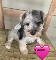 Grace, a female Miniature Schnauzer for sale in Cullman, AL – Photo 1 of 6