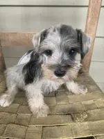 Grace, a female Miniature Schnauzer for sale in Cullman, AL – Photo 4 of 6