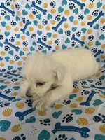 Casey, a female Miniature Schnauzer for sale in Cullman, AL – 5 of 5