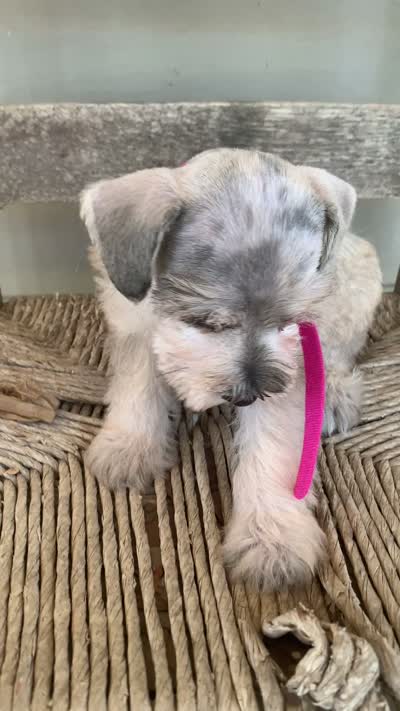 Dolly, a female Miniature Schnauzer for sale in Cullman, AL – 7 of 9
