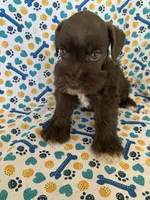 Callie, a female Miniature Schnauzer for sale in Cullman, AL – 7 of 8