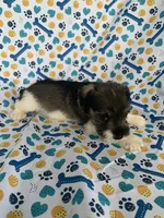 Gus, a male Miniature Schnauzer for sale in Cullman, AL – 2 of 5