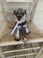 Ellie, a female Miniature Schnauzer for sale in Cullman, AL – 4 of 7
