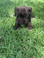 Callie, a female Miniature Schnauzer for sale in Cullman, AL – 6 of 8