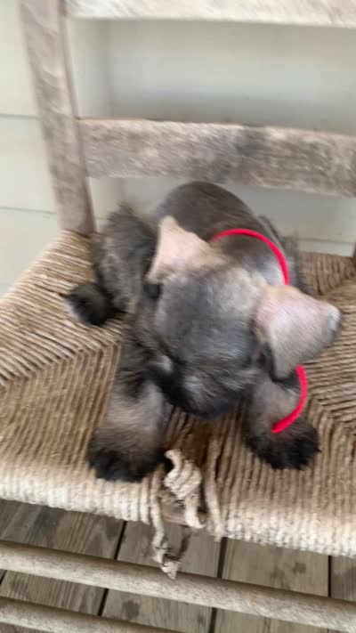 Red, a male Miniature Schnauzer for sale in Cullman, AL – 5 of 6