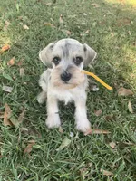 Minnie, a female Miniature Schnauzer for sale in Cullman, AL – 3 of 5