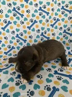 June , a female Miniature Schnauzer for sale in Cullman, AL – 3 of 5