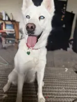 Snow, a female Siberian Husky for sale in Syracuse, UT – 3 of 5