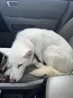 Snow, a female Siberian Husky for sale in Syracuse, UT – 2 of 5