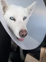 Snow, a female Siberian Husky for sale in Syracuse, UT – 1 of 5