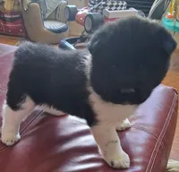 Belle Starr, a female Akita for sale in Fountain, CO – 2 of 8