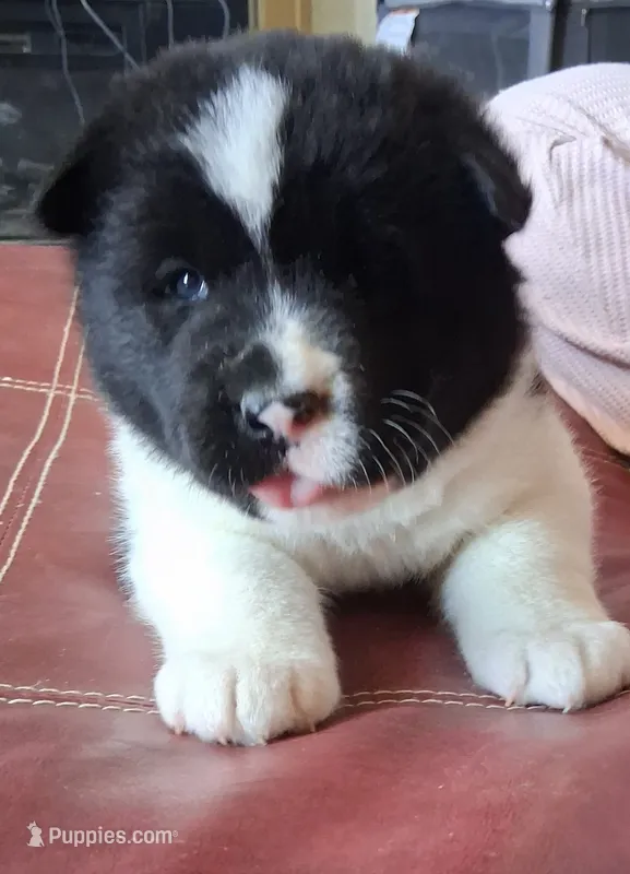 Maverick – Akita puppy for sale in Fountain, CO