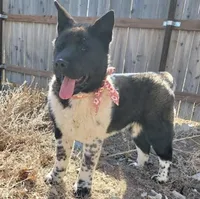 Nova, a female Akita for sale in Fountain, CO – Photo 2 of 4