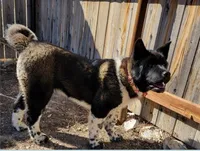 Nova, a female Akita for sale in Fountain, CO – Photo 3 of 4