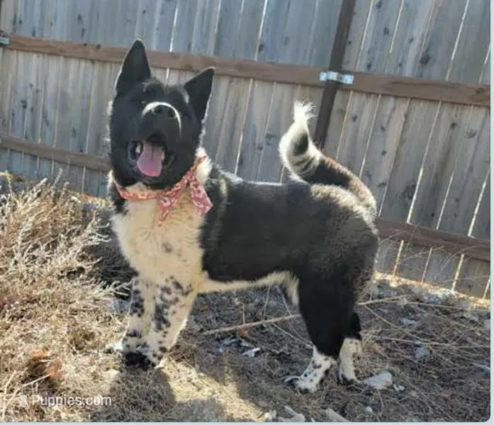 Nova, a female Akita for sale in Fountain, CO – Photo 1 of 4