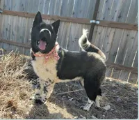 Nova, a female Akita for sale in Fountain, CO – Photo 1 of 4