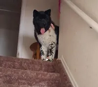 Nova, a female Akita for sale in Fountain, CO – Photo 4 of 4