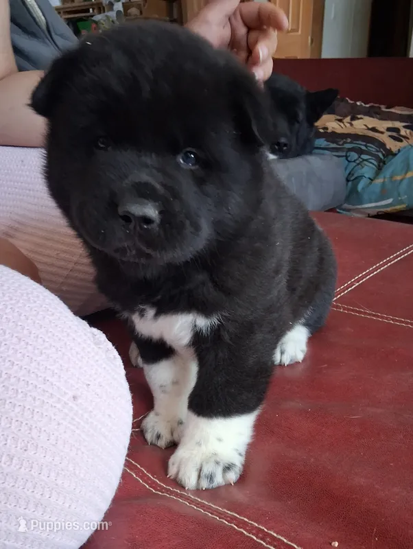 Liberty Valence – Akita puppy for sale in Fountain, CO
