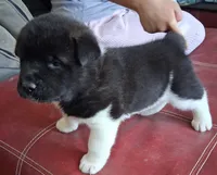 Annie Oakley, a female Akita for sale in Fountain, CO – 7 of 8