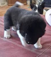 Lottie Deno, a female Akita for sale in Fountain, CO – 2 of 7