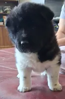 Belle Starr, a female Akita for sale in Fountain, CO – 4 of 8
