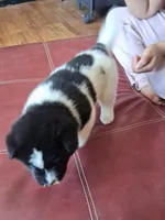 Maverick, a male Akita for sale in Fountain, CO – 3 of 7