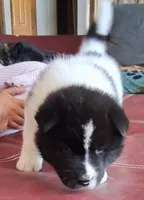 Calamity Jane, a female Akita for sale in Fountain, CO – 5 of 7