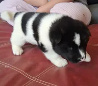 Maverick, a male Akita for sale in Fountain, CO – 6 of 7