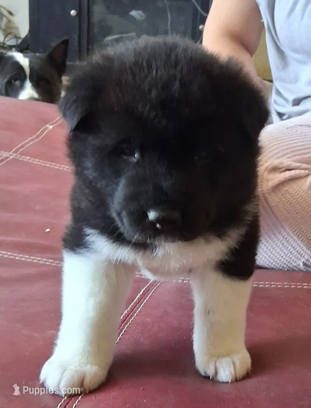 Lottie Deno – Akita puppy for sale in Fountain, CO