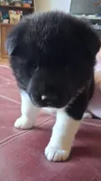 Lottie Deno, a female Akita for sale in Fountain, CO – 5 of 7