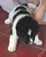Maverick, a male Akita for sale in Fountain, CO – 7 of 7