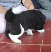 Liberty Valence, a male Akita for sale in Fountain, CO – 7 of 7