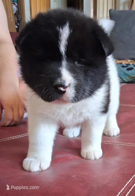 Calamity Jane – Akita puppy for sale in Fountain, CO