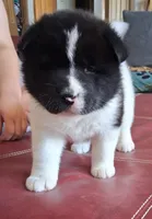 Calamity Jane, a female Akita for sale in Fountain, CO – 1 of 7