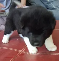 Lottie Deno, a female Akita for sale in Fountain, CO – 7 of 7