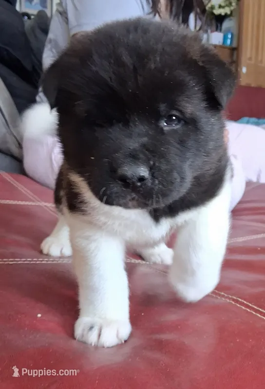 Annie Oakley – Akita puppy for sale in Fountain, CO