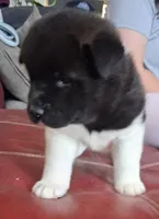 Liberty Valence, a male Akita for sale in Fountain, CO – 4 of 7