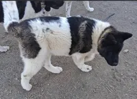 Nebula, a female Akita for sale in Fountain, CO – Photo 2 of 10