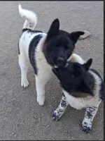 Nebula, a female Akita for sale in Fountain, CO – Photo 1 of 10
