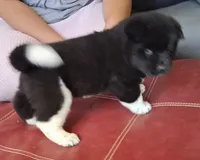 Liberty Valence, a male Akita for sale in Fountain, CO – 2 of 7