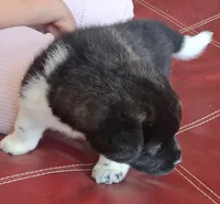 Belle Starr, a female Akita for sale in Fountain, CO – 3 of 8