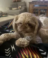 Mellow, a male Shih Tzu for sale in Middleton, ID – 3 of 10