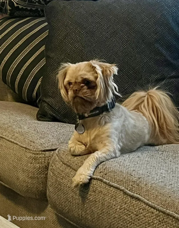 Mellow – Shih Tzu puppy for sale in Middleton, ID