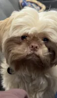 Mellow, a male Shih Tzu for sale in Middleton, ID – 6 of 10