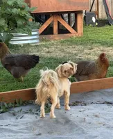 Mellow, a male Shih Tzu for sale in Middleton, ID – 2 of 10