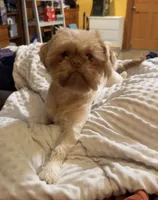 Mellow, a male Shih Tzu for sale in Middleton, ID – 8 of 10