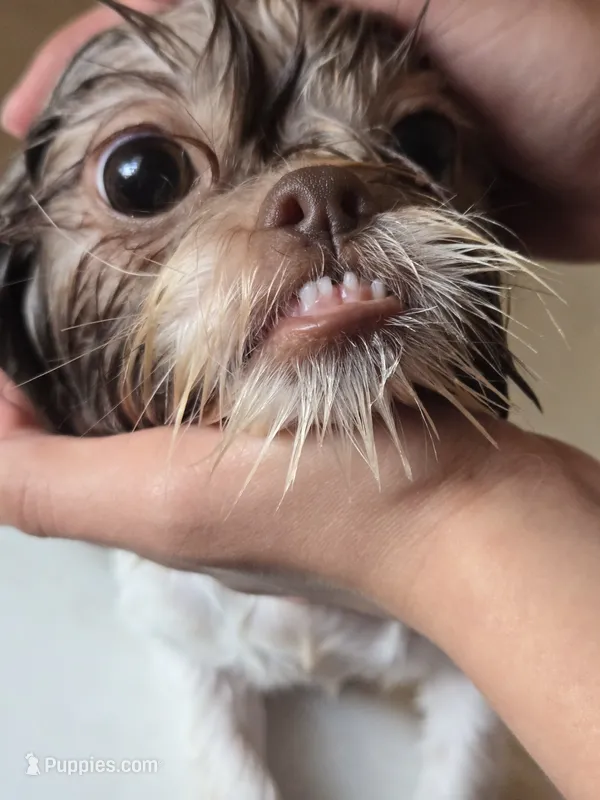 Cookie – Shih Tzu puppy for sale in Southfield, MI