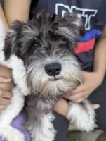 Little Debby, a female Miniature Schnauzer for sale in Southfield, MI – Photo 3 of 5